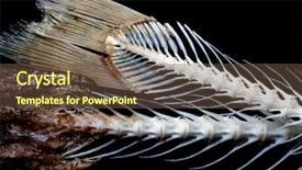  Presentation with bone fish - Audience pleasing slides consisting of fishbone - sea fish white bone close-up backdrop and a tawny brown colored foreground
