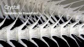  Presentation with bone fish - Theme featuring fishbone - sea fish white bone close-up background and a gray colored foreground