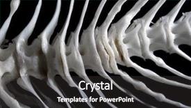  Presentation with bone fish - Cool new presentation theme with fishbone - sea fish white bone close-up backdrop and a dark gray colored foreground