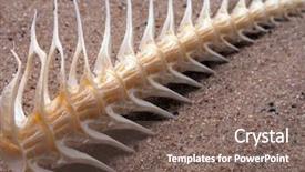  Presentation with bone fish - Presentation with fishbone - sea fish white bone close-up background and a violet colored foreground