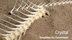  Presentation with bone fish - PPT layouts enhanced with fishbone - sea fish white bone close-up background and a coral colored foreground