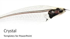  Presentation with catfish - Slides having fishbone - side view of a ghost background and a white colored foreground