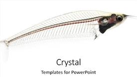  Presentation with catfish - Slides consisting of fishbone - side view of a ghost background and a white colored foreground
