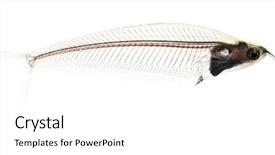  Presentation with catfish - Beautiful presentation theme featuring fishbone - side view of a ghost backdrop and a white colored foreground