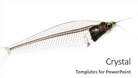  Presentation with catfish - Theme consisting of fishbone - side view of a ghost background and a white colored foreground