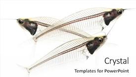  Presentation with catfish - Slides enhanced with fishbone - side view of three ghost background and a white colored foreground