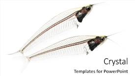  Presentation with catfish - PPT theme enhanced with fishbone - side view of two ghost background and a white colored foreground