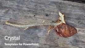  Presentation with fish grill there are fish - PPT layouts with fishbones left after eating grilled background and a gray colored foreground