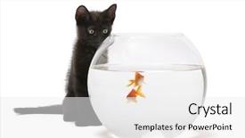  Presentation with goldfish - PPT theme having auratus swimming in fish bowl background and a white colored foreground