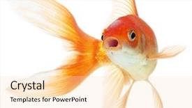  Presentation with mythology gold fish - Beautiful PPT theme featuring gold fish isolation backdrop and a lemonade colored foreground