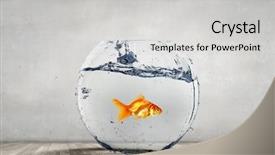  Presentation with fish aquarium - Slide deck enhanced with fish bowl - goldfish jumping from aquarium background and a light gray colored foreground