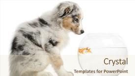  Presentation with goldfish - Presentation design with puppy looking at goldfish carassius background and a lemonade colored foreground