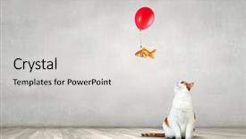  Presentation with pet - Colorful PPT theme enhanced with your lovely pet backdrop and a light gray colored foreground