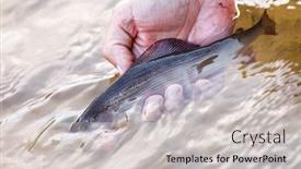  Presentation with fisher - Audience pleasing PPT theme consisting of fisher-holds-a-grayling backdrop and a light gray colored foreground