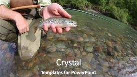  Presentation with trout - PPT layouts featuring fisherman catching brown trout with fishing line in river background and a gray colored foreground