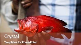  Presentation with fisherman - PPT theme enhanced with dominican republic food - fisherman showing red fish background and a tawny brown colored foreground