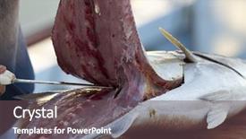  Presentation with gut - Presentation theme with fishermen cleaning and filleting background and a dark gray colored foreground