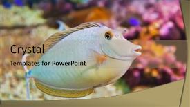 Presentation with fish aquarium - PPT theme enhanced with fishes and corals reef background and a coral colored foreground