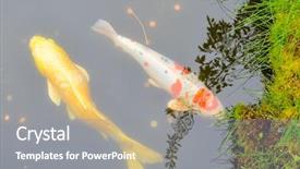  Presentation with golden openwork - Audience pleasing presentation design consisting of fishes in a japanese garden backdrop and a  colored foreground