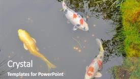  Presentation with fishes - Cool new slide set with fishes in a japanese garden backdrop and a  colored foreground