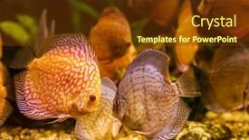  Presentation with fishes - Slide set consisting of fishes in aquarium background and a tawny brown colored foreground
