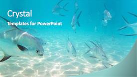  Presentation with deep blue - Theme featuring fishes in caribbean sea background and a teal colored foreground