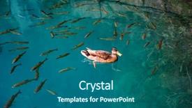  Presentation with water leaf - Presentation design featuring fishes in clear water background and a ocean colored foreground