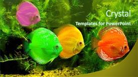  Presentation with water color - Slides consisting of fishes in different color background and a forest green colored foreground