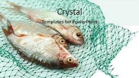  Presentation with fishing net - Presentation theme enhanced with fishes in fishing net isolated background and a mint green colored foreground