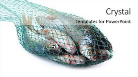 Presentation with fish net - Slide set featuring fishes in fishing net isolated background and a white colored foreground