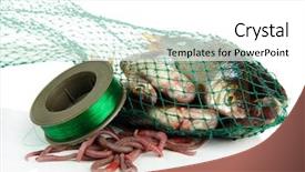  Presentation with fishing net - PPT layouts having fishes in fishing net isolated background and a white colored foreground