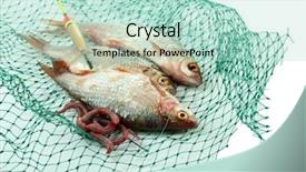  Presentation with fish net - Beautiful slide deck featuring fishes in fishing net isolated backdrop and a mint green colored foreground