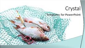  Presentation with fishing net - Amazing PPT theme having fishes in fishing net isolated backdrop and a white colored foreground