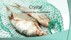  Presentation with fish net - Slide deck consisting of fishes in fishing net isolated background and a sky blue colored foreground
