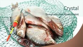  Presentation with fish net - Colorful slide set enhanced with fishes in fishing net isolated backdrop and a cool aqua colored foreground