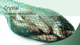  Presentation with fishing net - Slide deck enhanced with fishes in fishing net isolated background and a  colored foreground
