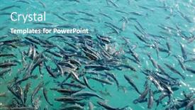  Presentation with fishes - 