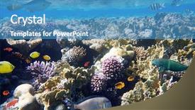  Presentation with coral reef - Theme with fishes of the red sea background and a teal colored foreground
