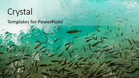  Presentation with lake fish - Theme having fishes under freshwater background and a arctic colored foreground