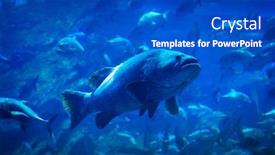  Presentation with fishes - Cool new PPT theme with fishes underwater in natural aquarium backdrop and a cobalt blue colored foreground