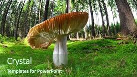  Presentation with mushroom - Slides with fisheye view of mushroom background and a forest green colored foreground