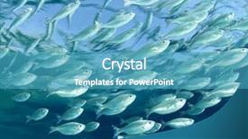  Presentation with fish - PPT layouts enhanced with fishfry - mackerel fish school background and a teal colored foreground