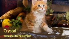 Presentation with cook chef - Amazing presentation having fishing cat - kitten in the kitchen chef backdrop and a tawny brown colored foreground