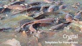  Presentation with splashing - Colorful presentation enhanced with fishing cat - many fish splashing in lake backdrop and a gray colored foreground