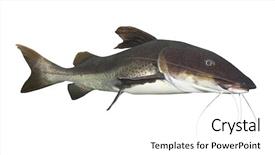  Presentation with catfish - Theme featuring fishing cat - tropical fish the marbled catfish background and a white colored foreground