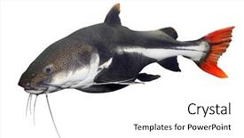  Presentation with catfish - Audience pleasing slides consisting of fishing cat - tropical fish the red tail backdrop and a white colored foreground