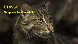  Presentation with climate vegetation and wildlife - Theme enhanced with fishing-cat-prionailurus-viverrinus-wildlife background and a tawny brown colored foreground
