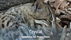  Presentation with wildlife - Slide deck enhanced with fishing cat prionailurus viverrinus wildlife background and a gray colored foreground