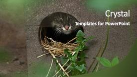  Presentation with climate vegetation and wildlife - Colorful PPT theme enhanced with fishing cat prionailurus viverrinus wildlife backdrop and a tawny brown colored foreground