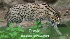  Presentation with do not disturb wildlife - Audience pleasing presentation theme consisting of fishing cat prionailurus viverrinus wildlife backdrop and a forest green colored foreground